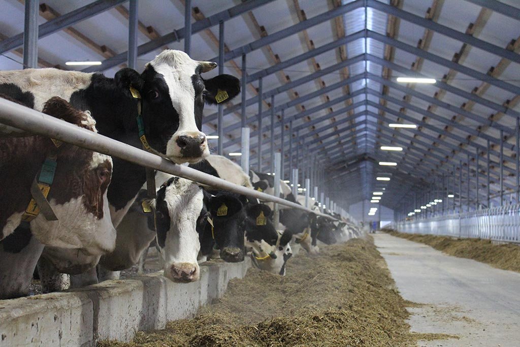 Агросектор: произведено почти 370 тыс. тонн молока
