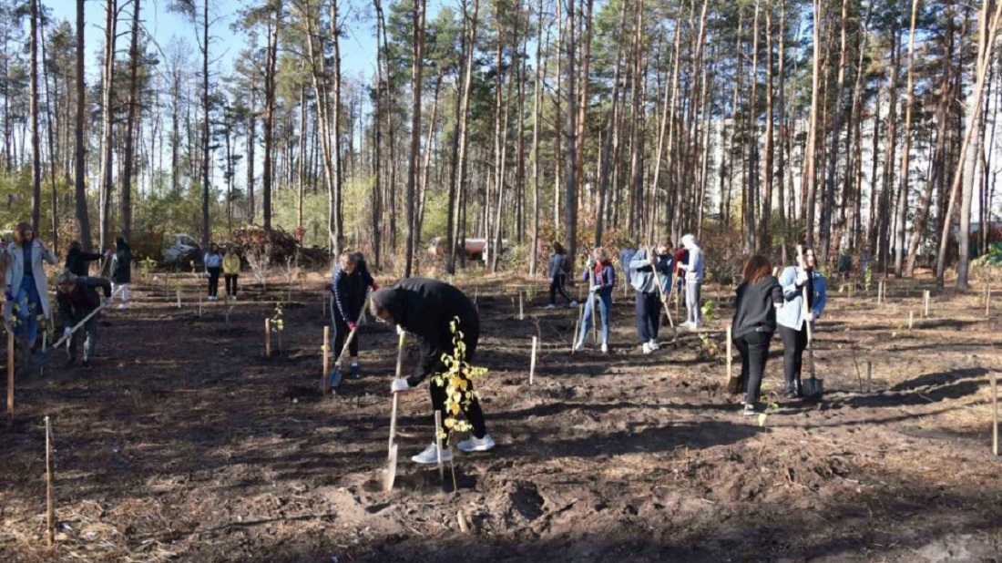 В воронежском Северном лесу посадили 300 берез