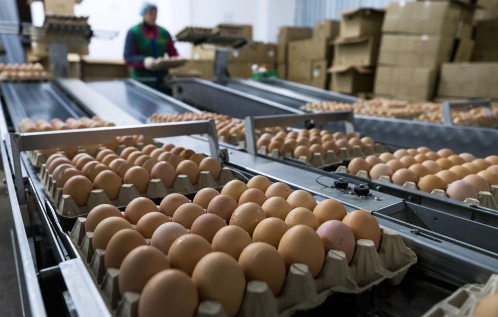 Производство яиц в регионе сократилось на 22%