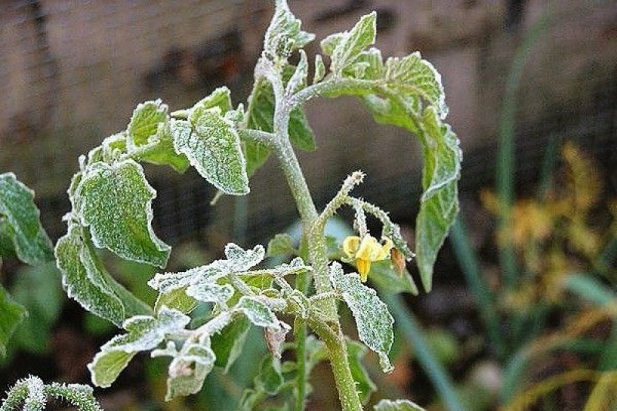 В регионе стоит вопрос о введении режима ЧС в связи с гибелью сельхозкультур из-за заморозков