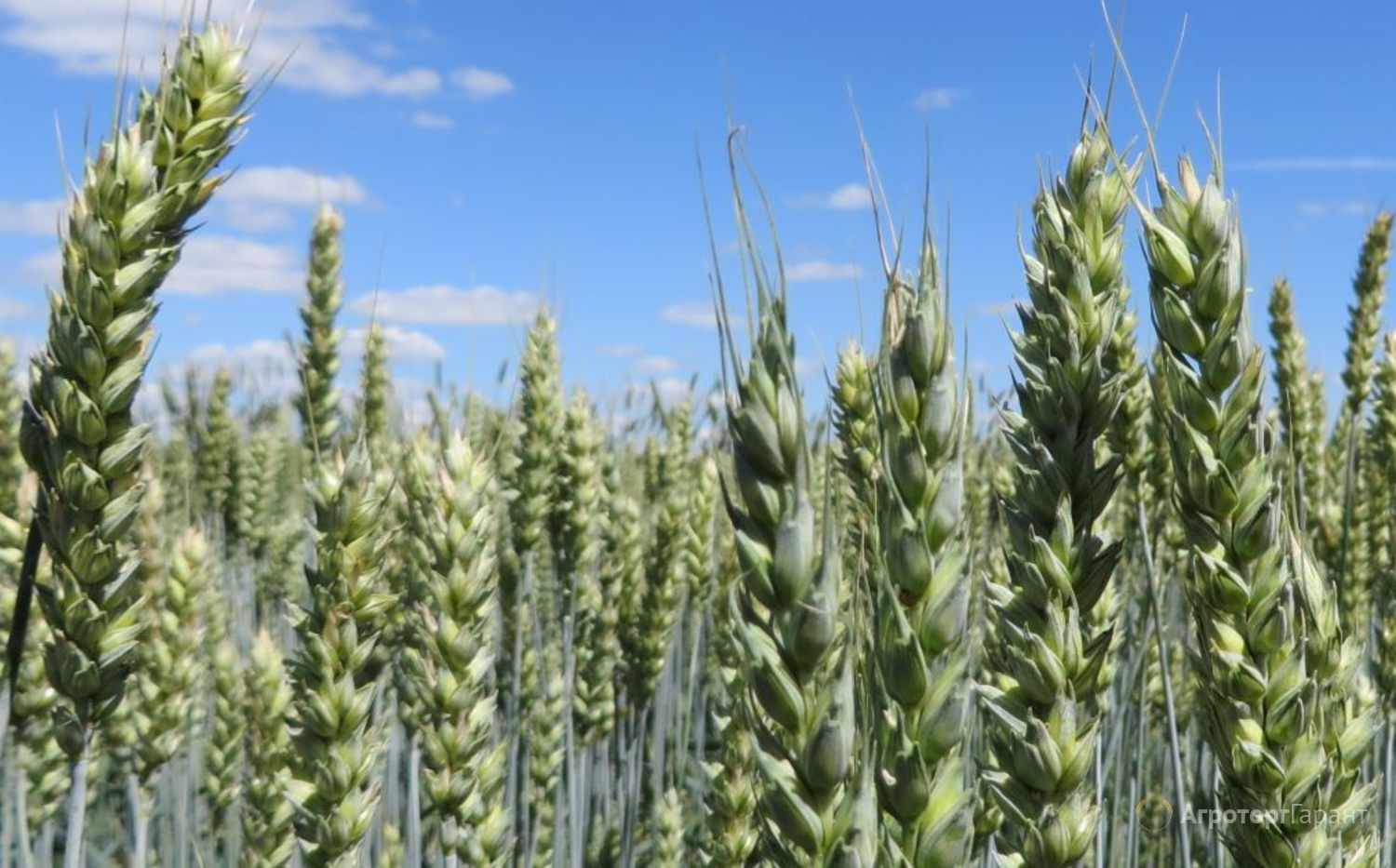 400-й органический сертификат выдан воронежской компании