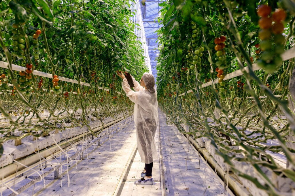 Агрокомплекс каком. Агрокомплекс каком. Агрокомплекс каком. Агрокомплекс выселковский. Кореновск краснодарский край агрокомплекс.