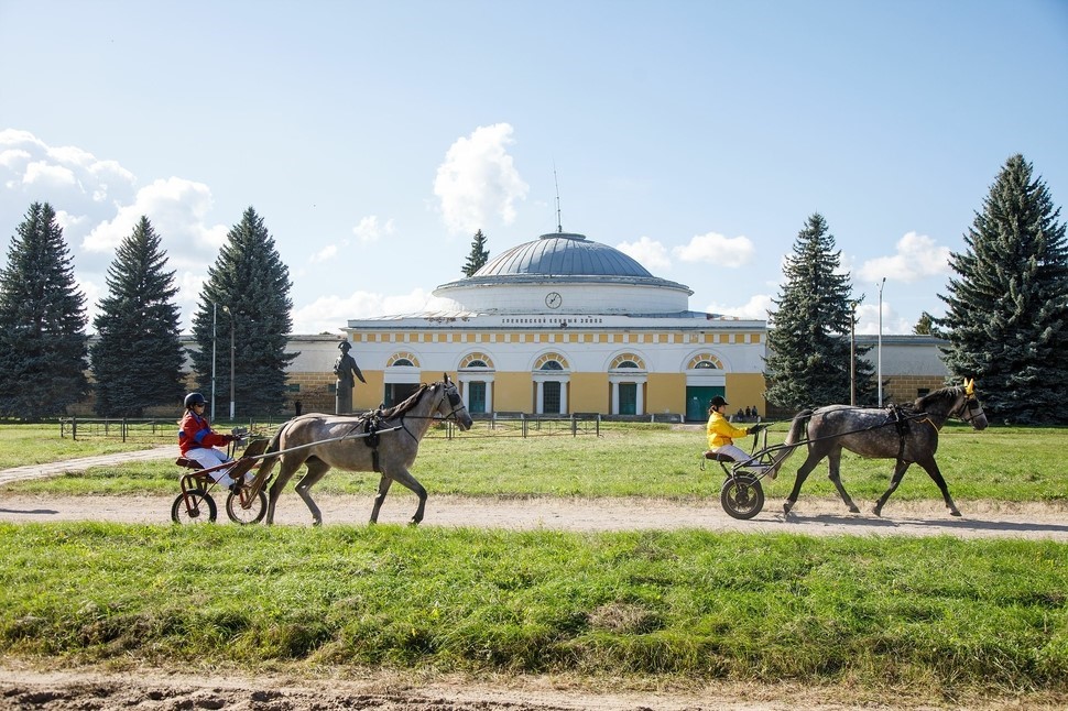 Воронежская область отметила 250-летие орловской рысистой породы: новые корпуса, субсидии и соглашение о развитии Бобровского района