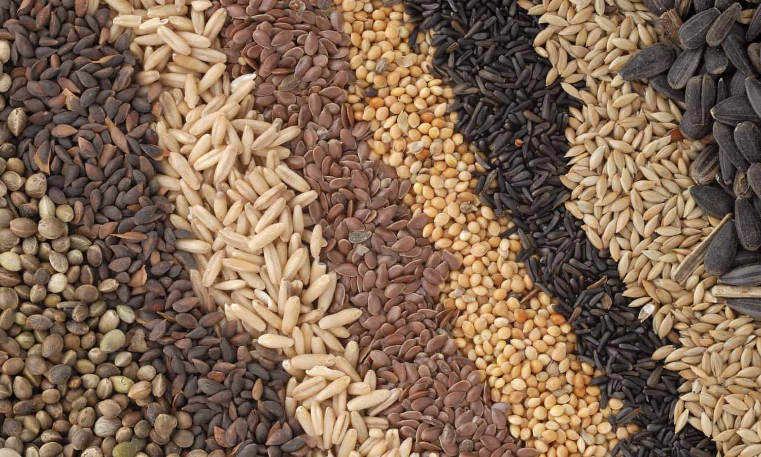 Создание семенного фонда залог продовольственной безопасности