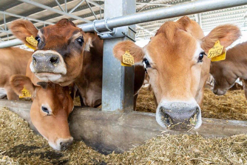 Инвестиции «Эфко»  в производство нового продукта на воронежском заводе «Евдаково»