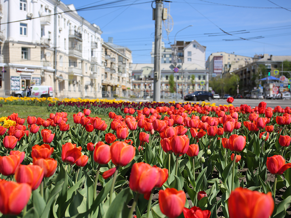 Как пройдет праздник Весны и Труда в Воронеже в 2024 году