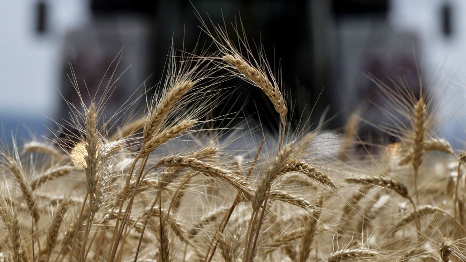 3 млн тонн зерна уже в закромах Воронежской области