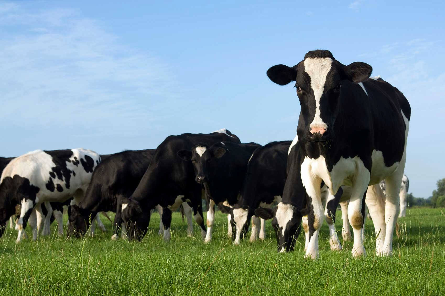 В Воронежской области начались выплаты субсидий производителям молока